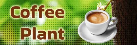 Coffee Plant